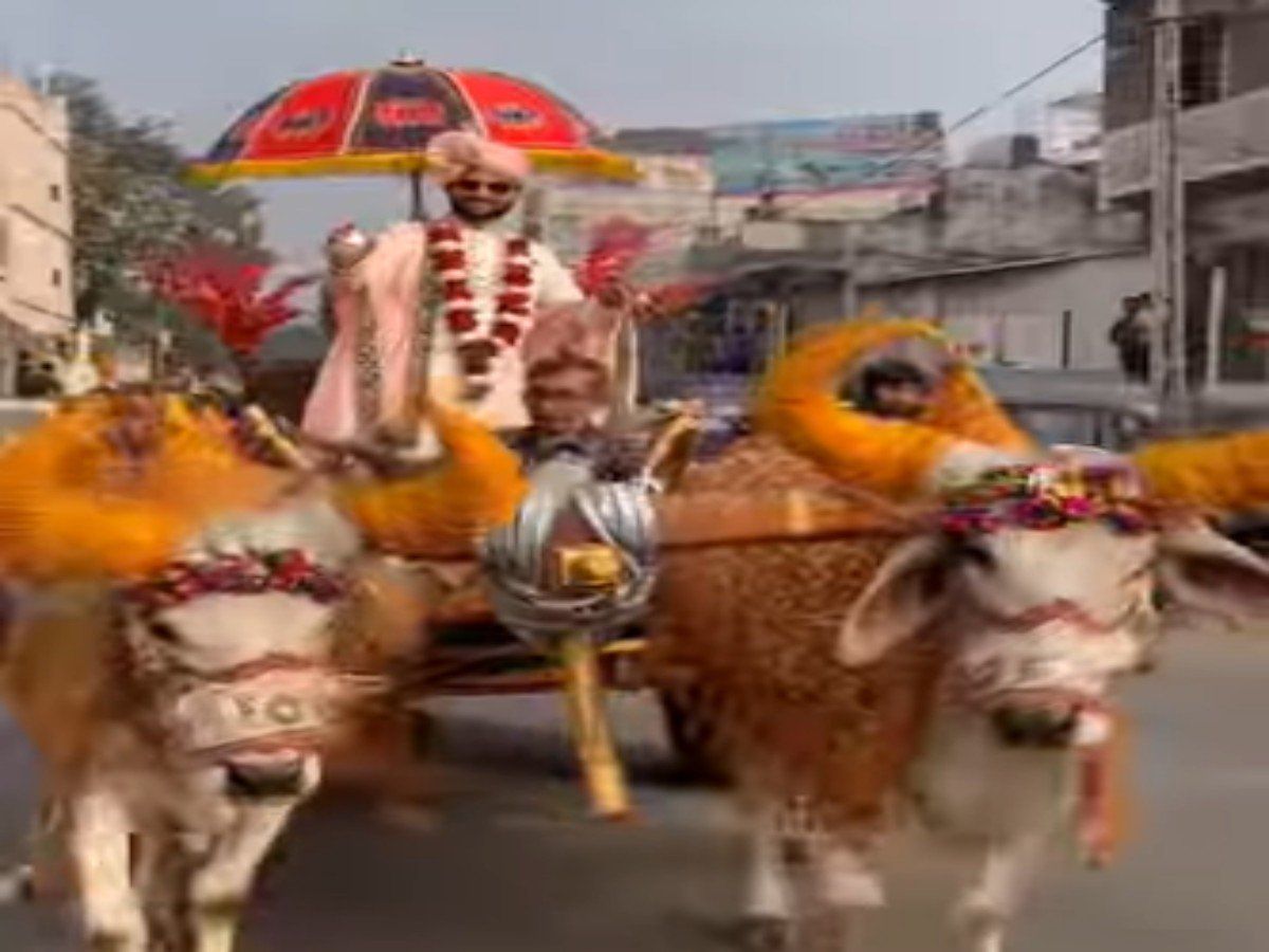 Viral Video: जब बैलगाड़ी पर 'शाही' अंदाज में शादी करने निकला दूल्हा, देखते रह गए लोग