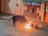 Angry bull kills Man During Spanish Festival Know All about It