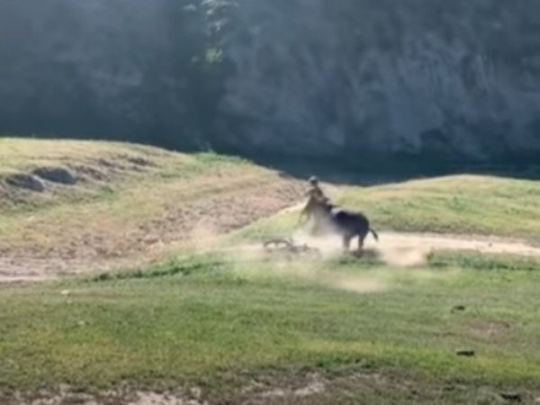 Bull attack on bicyclists Shocking Video Goes Viral