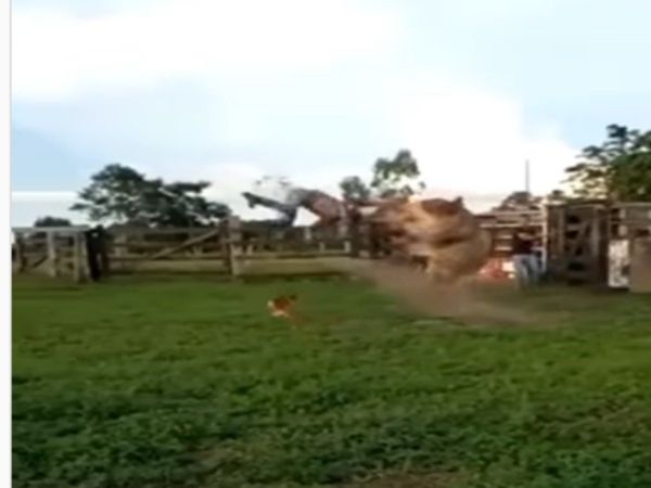 Man Ride On The Bull Then What Happened Watch Funny Viral Video