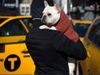 Why thieves are snatching French bulldogs across the US here is reason