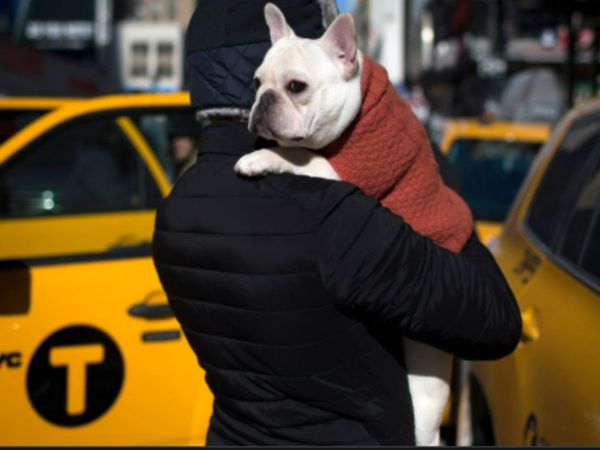 Why thieves are snatching French bulldogs across the US here is reason