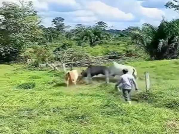 Shocking Video Bull Fight Video Goes Viral 