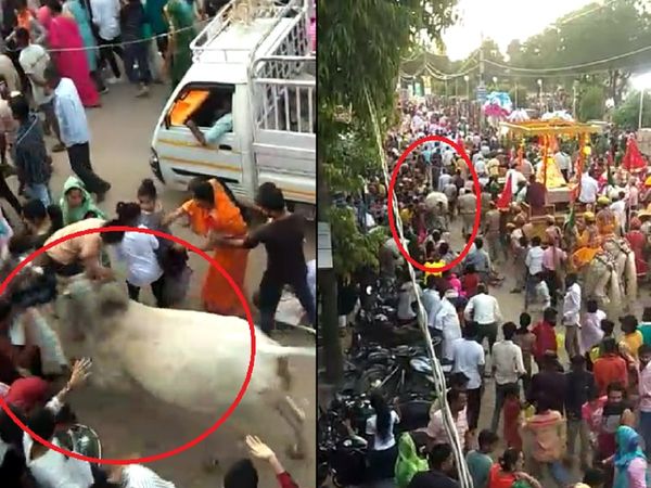 Rajasthan Bullock terror in Sikars Teej fair many people reached hospital