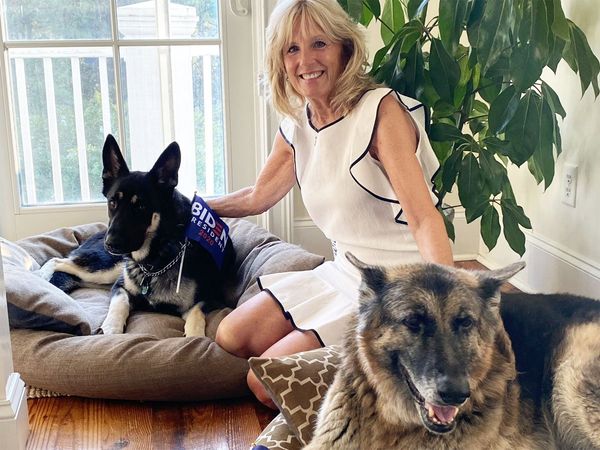 us president elect joe biden dogs Champs and Major