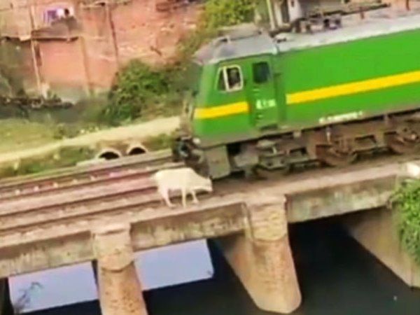 Viral Video:रेलवे ट्रैक पर खड़ी थी 'गाय' पीछे से आ गई 'ट्रेन', फिर जो हुआ कांप जाएगी रूह