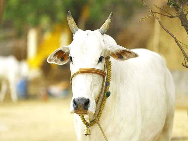 a cow named Saryu has been doing The Parikrama of Ramlala for years In Ayodhya