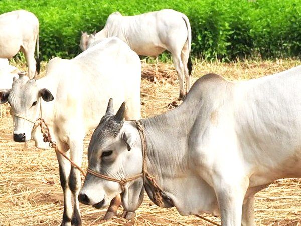 Cow Smugglers Rajasthan 