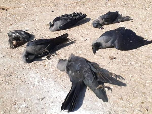 Bird flu in Rajasthan, Madhya Pradesh