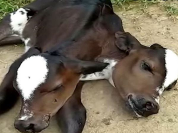 Two Headed Calf Born in Brazil Shocking Video Goes Viral