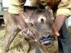 Ajab Gajab News Calf Born With Three eyes in Chhattisgarh