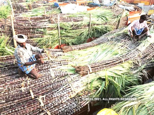 Cane Farmers in UP