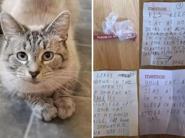 A Cat returns home with a ‘stay away’ threat note attached to his collar Know What is Matter