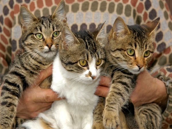 Fear of cats more than dogs in Kerala