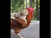 Cat Riding on Back Of The Chicken Heart Winning Video Goes Viral 