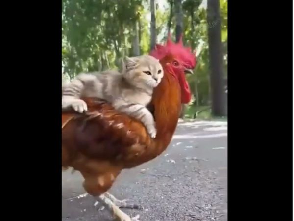 Cat Riding on Back Of The Chicken Heart Winning Video Goes Viral 