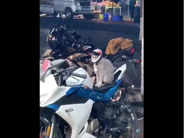 Cat Viral Video Super Cat Wearing Helmet During ride Watch Funny Video