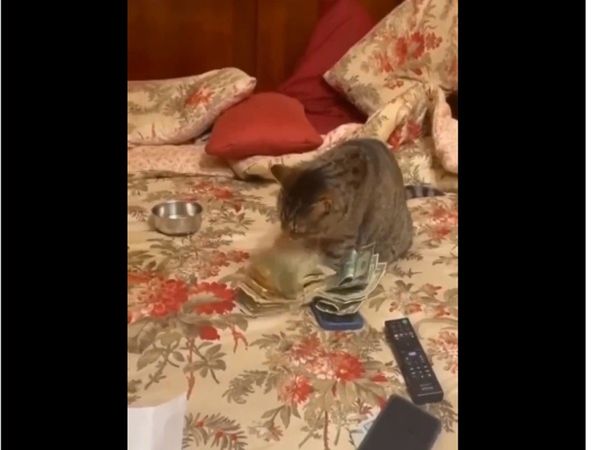 Cat Count Money Like Bank Cashier Funny Video Goes Viral