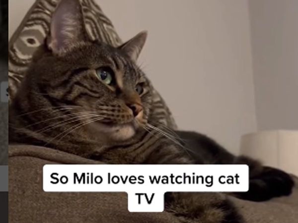 Cat likes to watch TV, gives such reaction when channel is changed, watch video