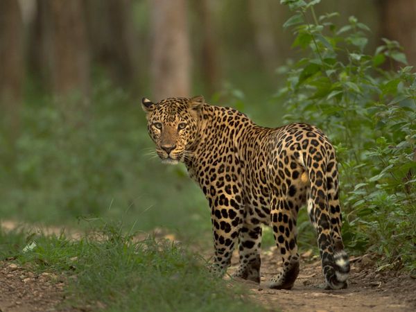 Cheetah spotted in Faridabad