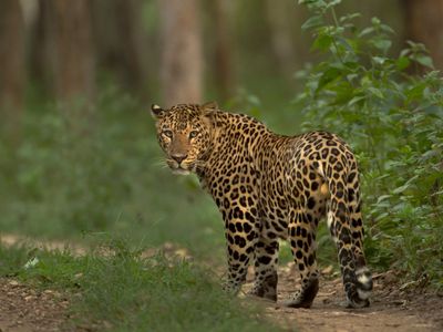 Leopard In Gurugram Leopard In Gurugram