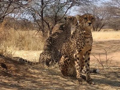 Cheetah in Kuno National Park.jpg Cheetah in Kuno National Park.jpg