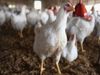 Poultry Farm Owner Lost 63 Chicken Due To Loud Music in Odisha