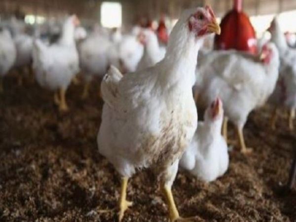 Poultry Farm Owner Lost 63 Chicken Due To Loud Music in Odisha