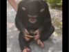 Chimpanzee video Chimpanzee use mobile phone funny video viral in hindi