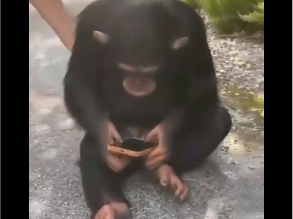 Chimpanzee video Chimpanzee use mobile phone funny video viral in hindi