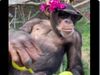 Chimpanzee ka Video Chimpanzee Wearing Sunglasses Funny Video Goes Viral