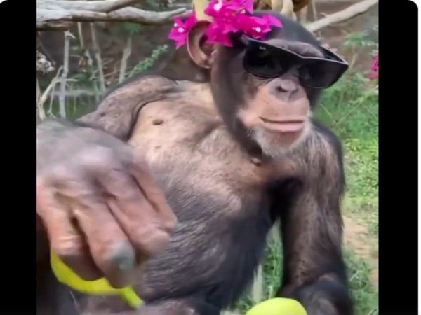Chimpanzee ka Video Chimpanzee Wearing Sunglasses Funny Video Goes Viral