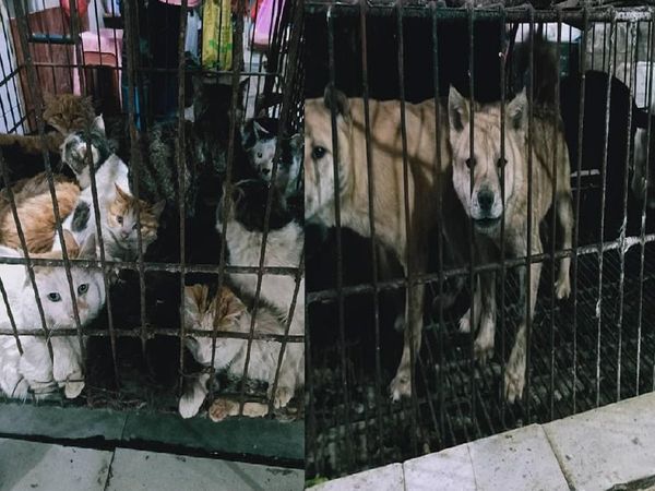 Chinese markets are still slaughtering rabbits on blood-soaked floors as Beijing celebrates victory over the coronavirus