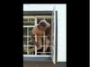 Chori Video thief entered through the window Funny Viral Video