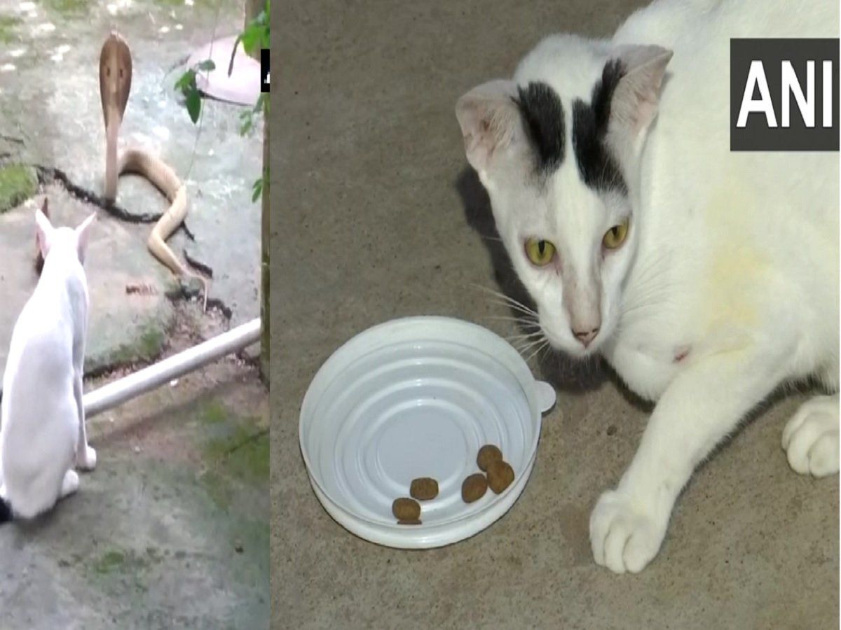 Cat and Cobra Snake मालिक के परिवार को बचाने के लिए बिल्ली बनी पहरेदार