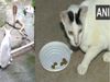 Odisha, A pet cat stood guard to prevent a cobra from entering a house in Bhubaneswar 