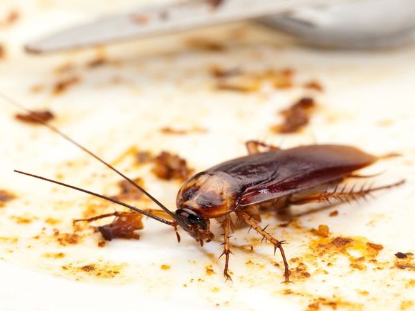 home remedies to get rid of cockroaches