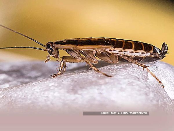 Cockroach found in the food of MPs in Parliament House of Pakistan, created a stir, two cafeteria seals