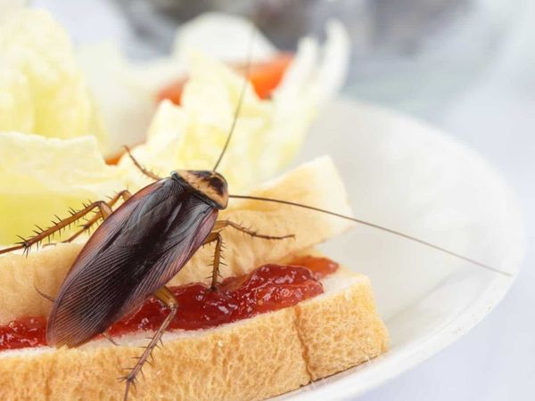 Cockroaches found in food