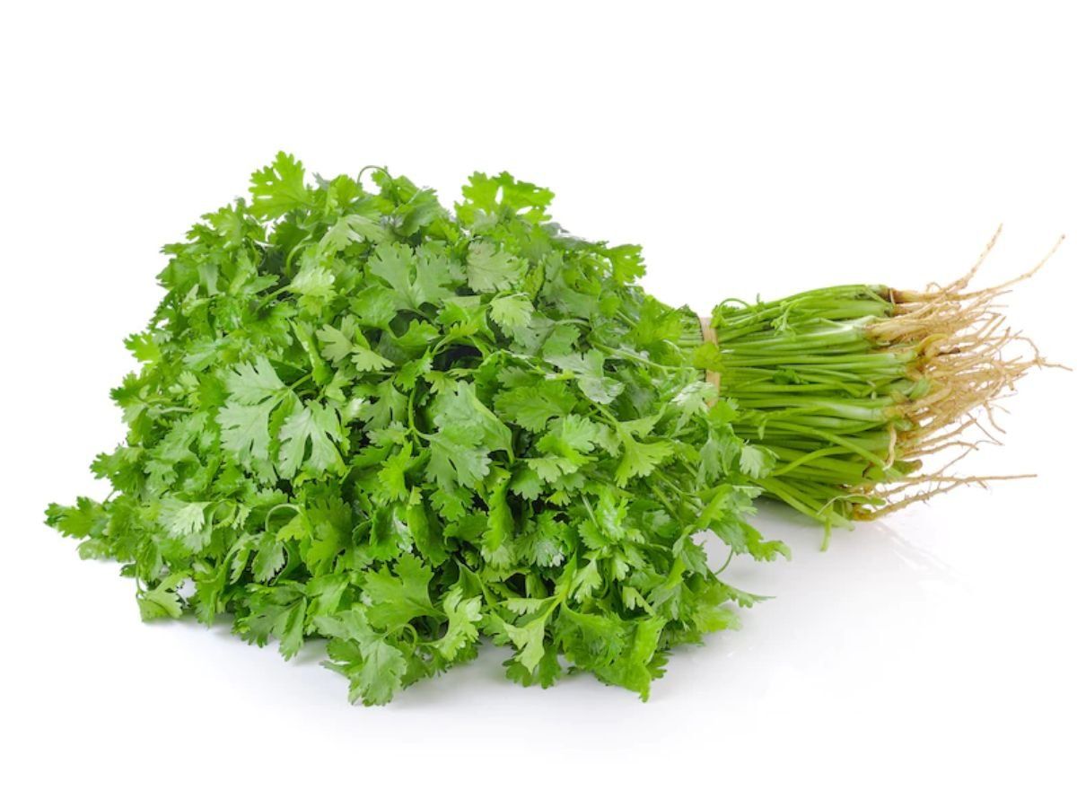 Fresh Coriander how to keep coriander fresh for a long time Coriander Storage हरे धनिए को