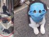 Mask on pets face for Corona Virus