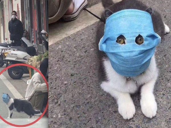 Mask on pets face for Corona Virus