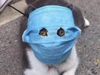 Mask on pets face for Corona Virus