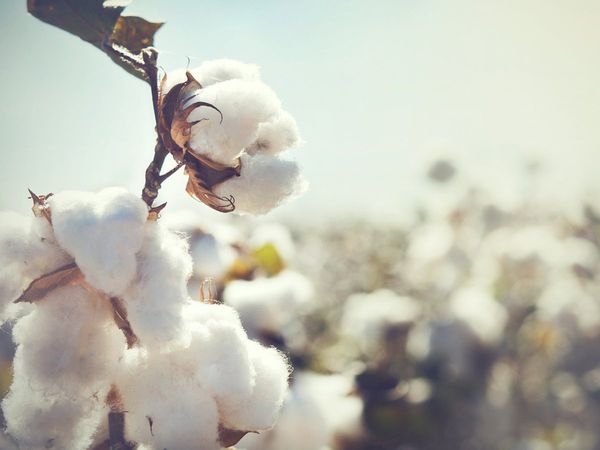 Cotton rate : By the end of this year, the price of cotton may fall below 30000 rupees, know the reason