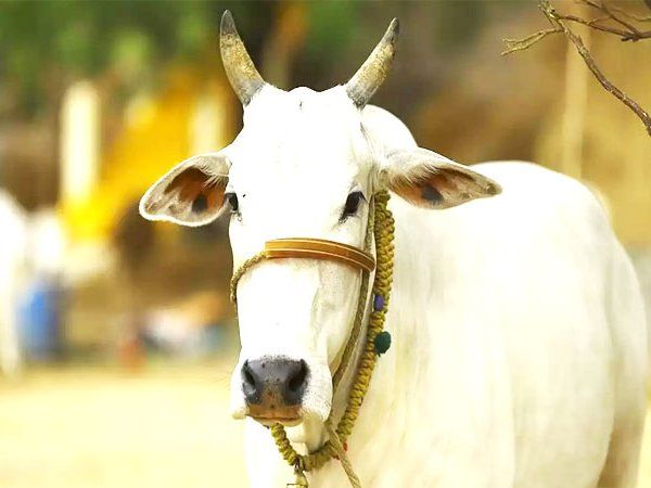 A cow arrived at police station in search of food and visited the police station In Queensland Australia
