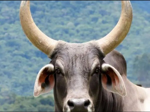 Police arrested Cow for killing Boy Charge In Sudan Know About Truth