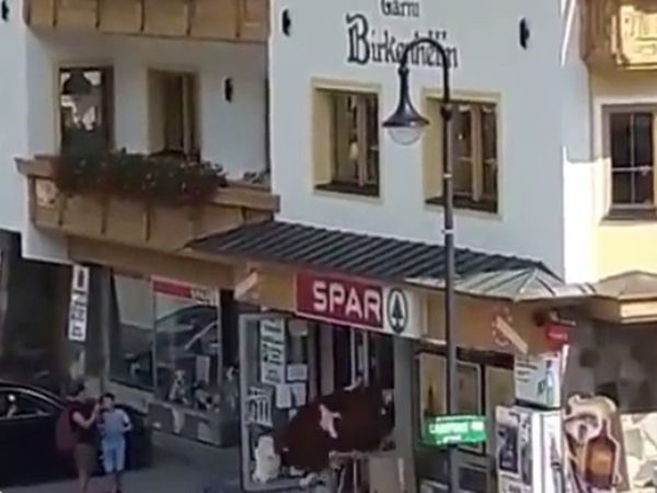 Cow Walking out of Shop Funny Video Goes Viral