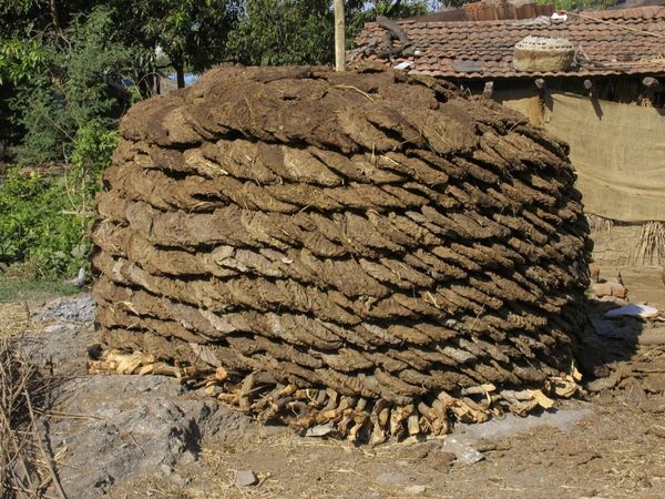 800 kg cow dung worth Rs 1,600 stolen in Korba, Chhattisgarh, police registers case