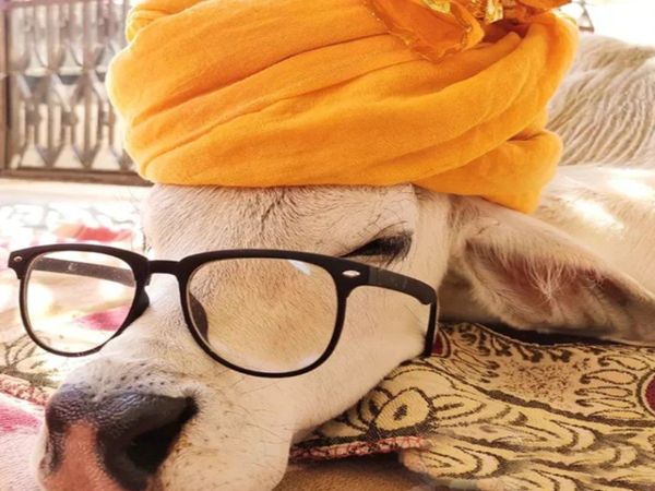 Rajasthani woman keeps cows at home like Kid Heart Winning Story