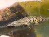 Crocodile Video